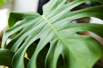 Naklejka na ściany i meble A large sheet of monstera in the room. Green leaf of a plant
