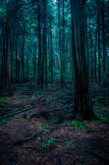 Obraz premium 深い森
