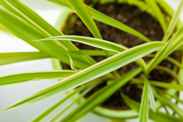 Fototapeta premium Green leaves of a potted plant in a room