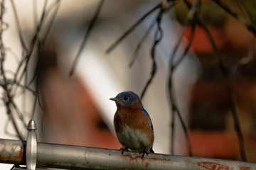 robin on a branch