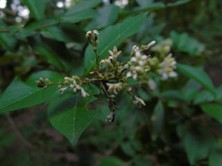 Photo d'une plante de forêt.