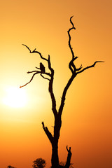 Dawn or dusk landscape with dead tree and eagle perched
