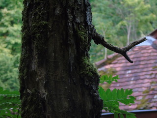 Obraz premium Photo d'un tronc d'arbre.