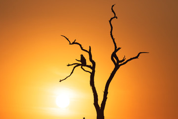 Dawn or dusk landscape with dead tree and eagle perched