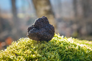 truffle