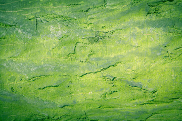 Old rich green wood texture background surface with old natural pattern. Horizontal image.