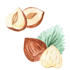 Watercolor Nuts. Hazelnut set. Illustration for menu, catalog, restaurant, cartoon, game, kitchen, textile, decor.