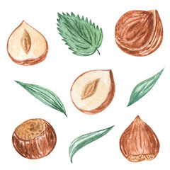 Watercolor Nuts. Hazelnut set. Illustration for menu, catalog, restaurant, cartoon, game, kitchen, textile, decor.