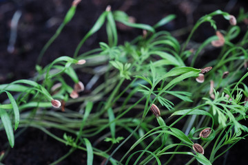 Macro grown microgreen and micro biotics with a blurred background. Focus on the front right of the colorful and vivid shot. Healthy, vegetarian and raw food