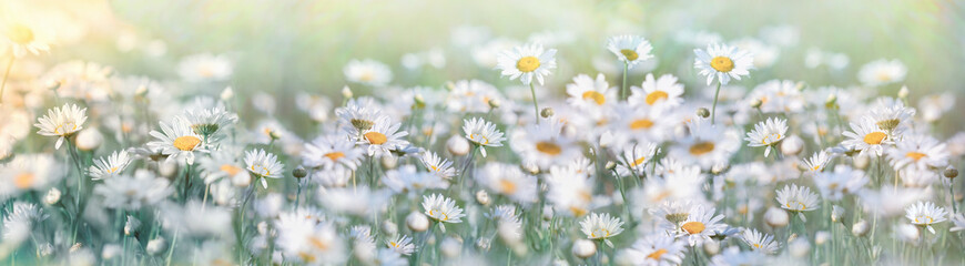 Fototapeta na wymiar Flowering beautiful flower in spring, selective and soft focus on daisy flower in meadow