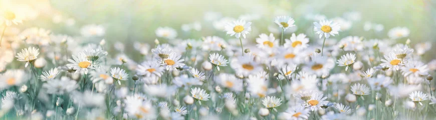 Fotobehang Flowering beautiful flower in spring, selective and soft focus on daisy flower in meadow © PhotoIris2021