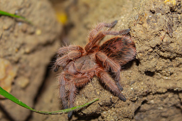 tarántula araña