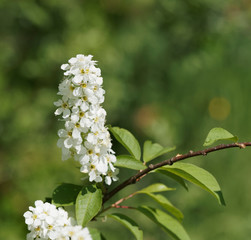 (Prunus padus) Nahaufnahme auf Trauben oder cluster von weißen Blumen, die auf hängenden Stielen des Gewöhnliche Traubenkirsche errichtet werden 