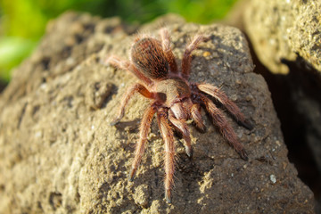 tarántula araña