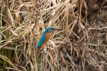Common kingfisher (Alcedo atthis).