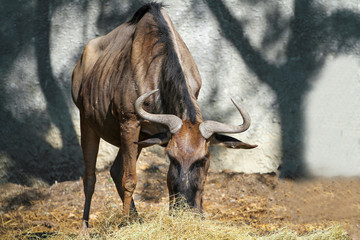 The blue wildebeest animal eatting dry hay food in garden at thailand