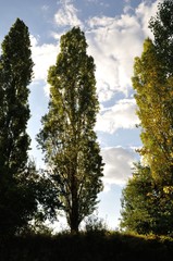 Poplar trees on a cloudy sky