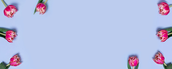 Greeting card with tulips on blue background and place for your text in the middle. Vertical flat lay.