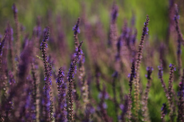 sage field plant with purple flowers