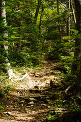 Small. hiking trail or path through the woods