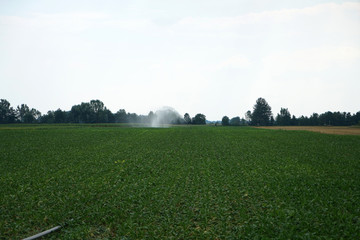 green grass and blue sky