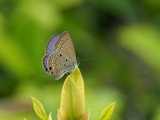 butterfly on leaf