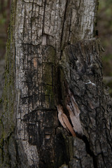 Kora drzewa wiosną.