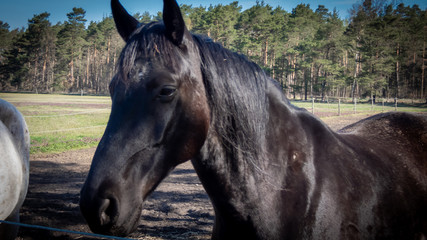 Portait schwarzes Pferd  © HK Fotografie