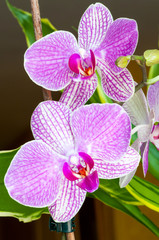 Obraz premium Orchidées tigrées roses et blanches