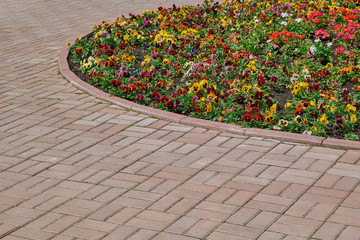 A rectangular paving stone path around a round flowerbed with multicolored flowers. On the flower bed, violets or pansies are planted and grow. Flowers of different colors. Background, backdrop.