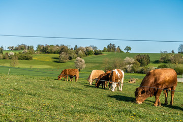 Kühe und Rinder auf der Weide