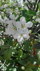 apple tree blossom