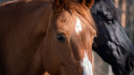 Naklejka premium Portret brązowego konia