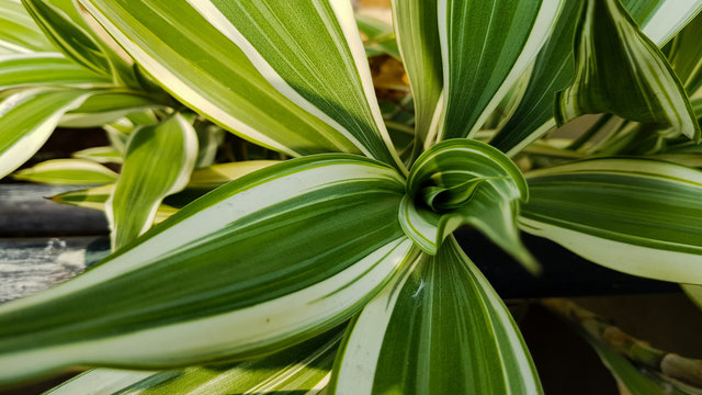 Close up of a green plant