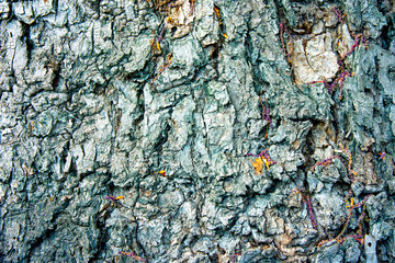 Bark with unusual patterns. Tree bark texture.Interesting patterns on the bark of trees. Old Wood Tree Texture Background