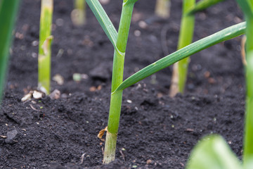 fresh garlic grown in the garden, healthy food, ingredient for vegetarian salad