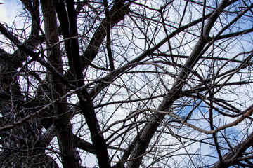Old unusual tree