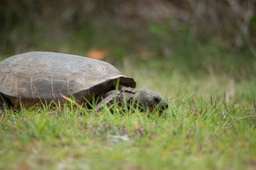 Gopher Tortoise