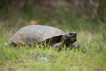 Gopher Tortoise