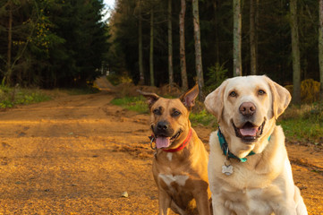 Dog friends on a walk in a forest