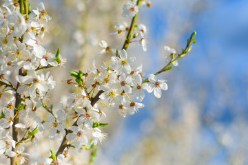 blooming spring tree against the blue sky . white cherry flowers are illuminated by the sun.