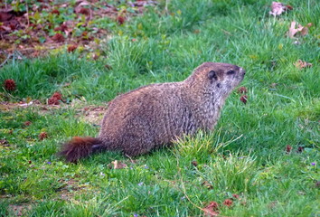 Naklejka na ściany i meble A big groundhog standing on the green grass