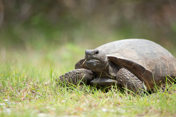 Gopher Tortoise