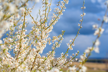 blooming spring tree against the blue sky . white cherry flowers are illuminated by the sun.