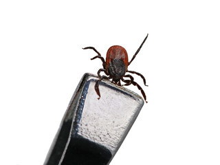 Tick, Ixodes ricinus, held by tweezer isolated on white background, close up