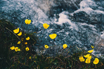 high altitude flowers of yellow poppies in mountains among stones