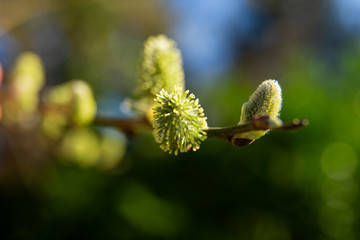 pussy millow close up in spring