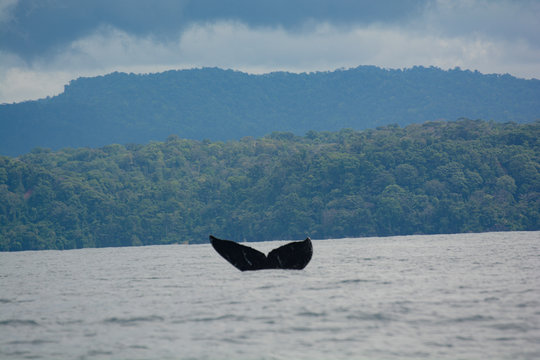Coda della balena nell'oceano
