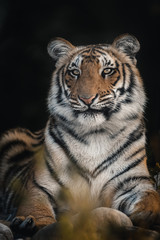 Fototapeta na wymiar Close up portrait of sub adult tiger from India. Smiling wild tiger. Dark & moody image perfect for posters, wallpapers or to be printed for home or office walls.
