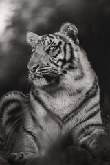 portrait of sub adult tiger from india. Dark & moody scenes perfect for posters, wallpapers or to be printed for home or office.